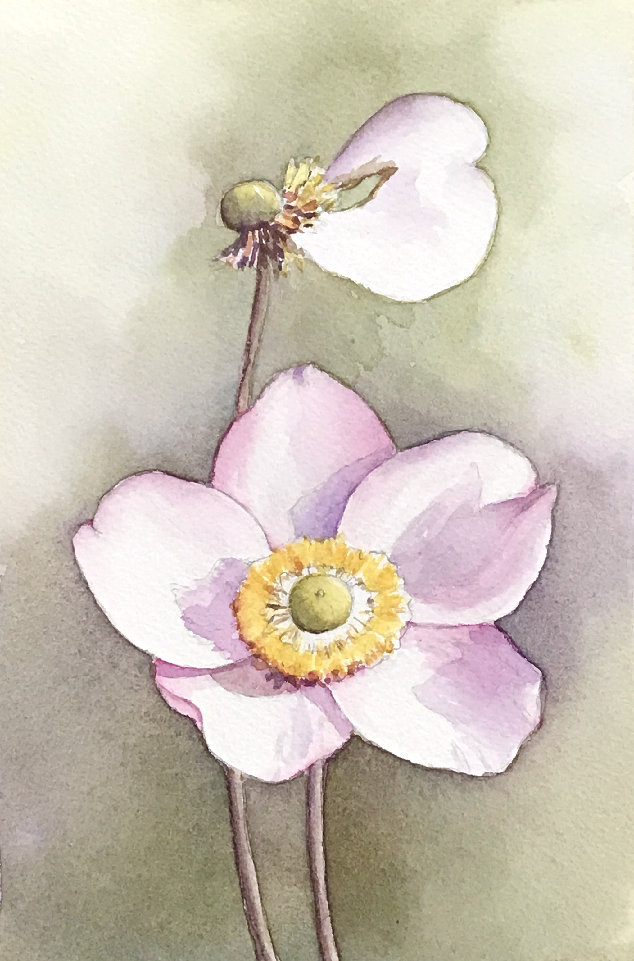 Aquarell (Lea Joos): Herbstanemone