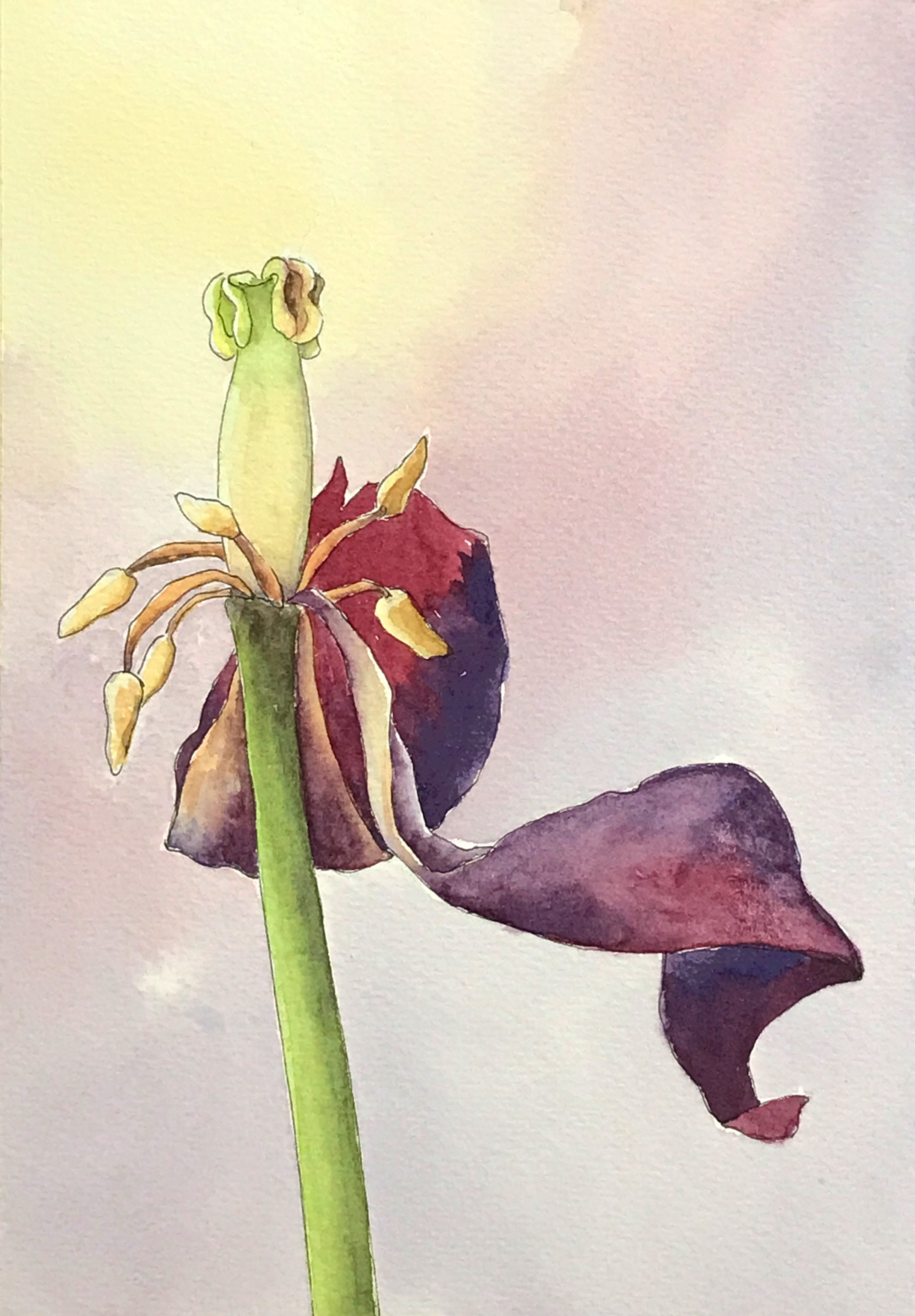 Aquarell (Lea Joos): Verwelkte Tulpe